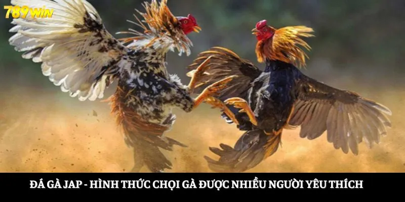 Đá gà Jap - Hình thức chọi gà được nhiều người yêu thích