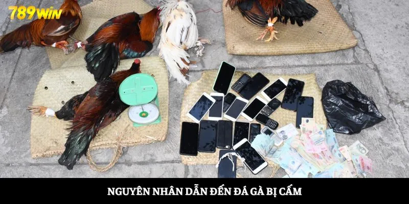 Nguyên nhân dẫn đến đá gà bị cấm