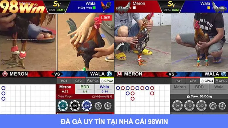 98win cũng là một nhà cái đá gà uy tín